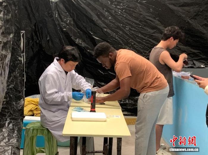 上海科研团队深耕18年 攻克鳗鲡人工繁殖多项技术难题