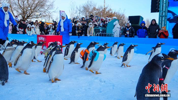 黑龙江哈尔滨：百只企鹅冰雪巡游迎新年