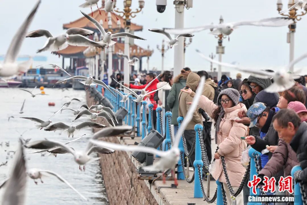 人这一辈子，一定要来山东追一次“鸟浪”！