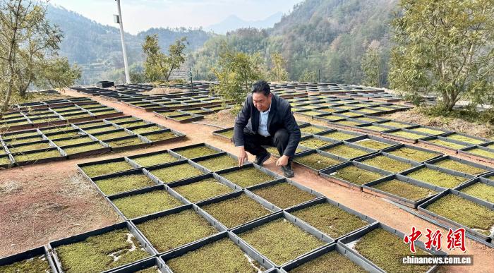 （走进中国乡村）浙江畲乡如米“苔藓”绽放共富“美”