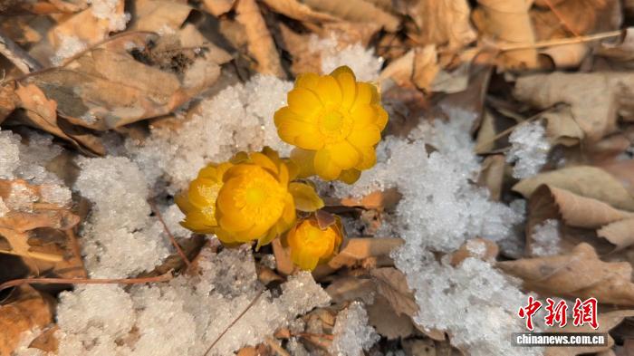 兴凯湖畔 冰凌花“顶冰”绽放