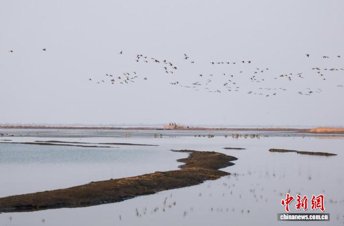 “迁鸟”云集辽宁  科技手段智慧护航