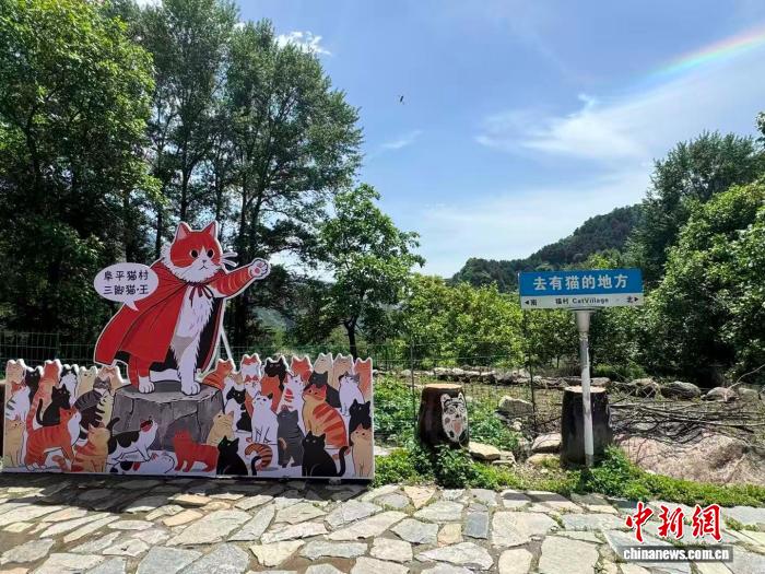 （走进中国乡村）猫咪“村民”唤醒河北空心村