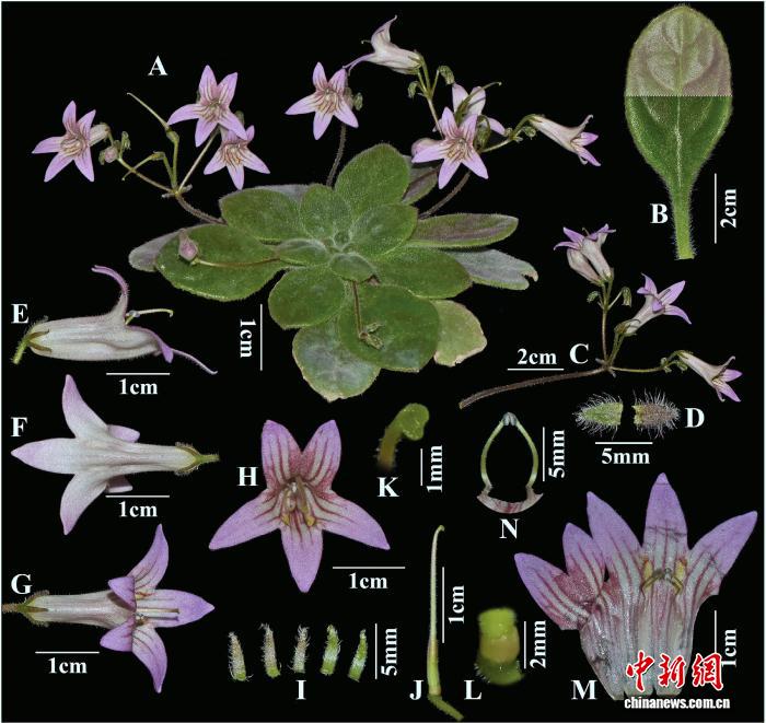 科研团队发现一濒危植物新种