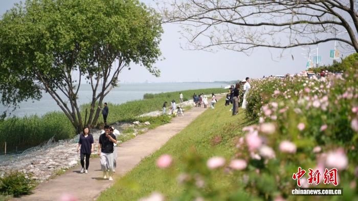 告别特种兵 太湖南岸“慢充式”赏花成假日新宠