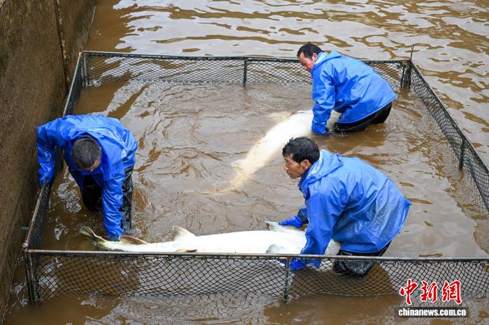 云南会泽成中国最大鲟鱼产业县 鱼子酱热销欧美