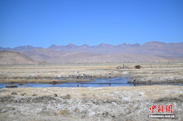 西藏科研人员发现黑颈鹤越冬分布进一步向西扩张