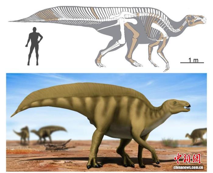 中国科研团队发现鸭嘴龙类新恐龙
