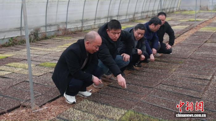 湖南祁阳组建“农技服务队” 130名“田保姆”支招春耕