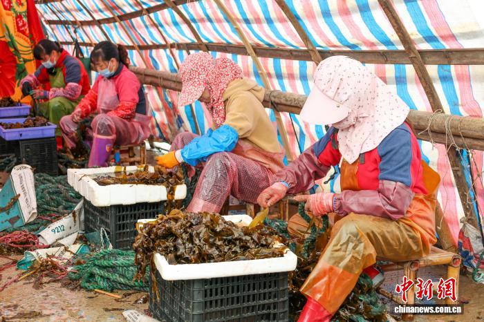 福建连江：寒天耕海忙 10余万亩海带苗抢种正酣