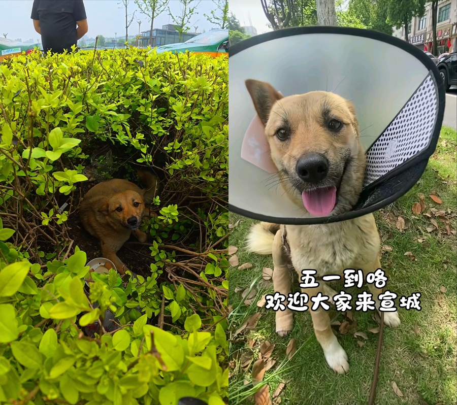一只流浪狗，为何让这座安徽小城收获泼天流量？