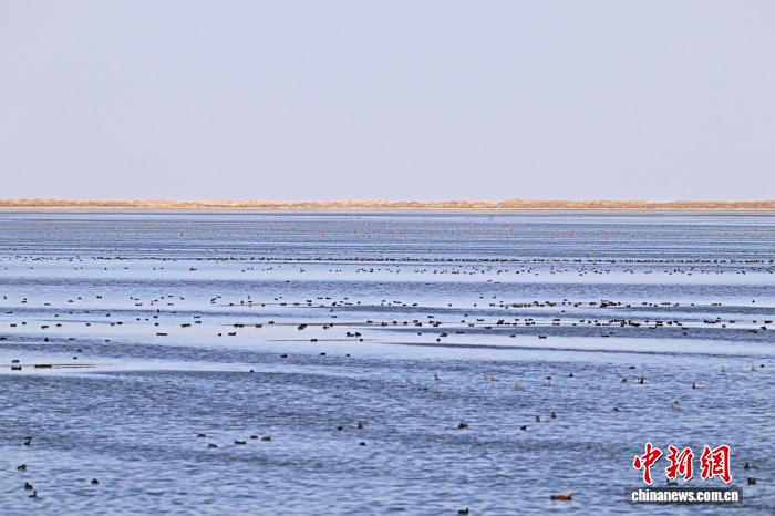 青海2025年秋季水鸟调查发现5种少见鸟类