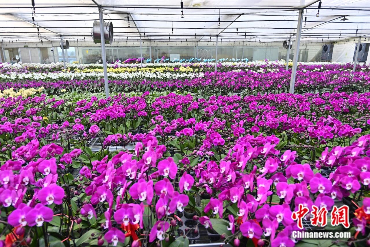 清明时节，这座古城鲜花生意爆了