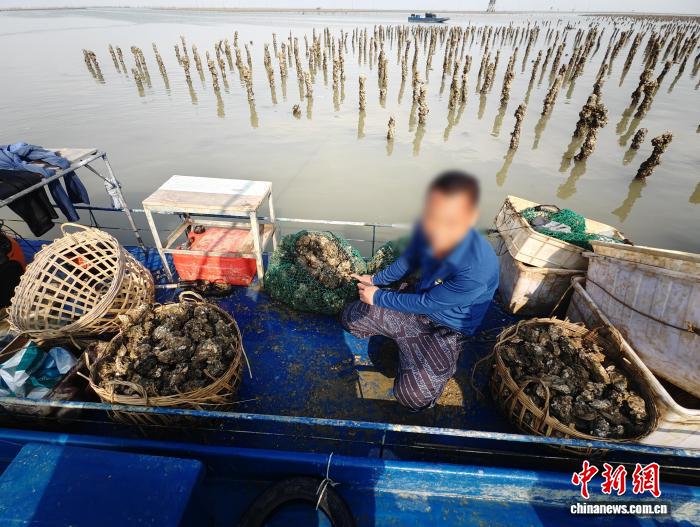 3名嫌疑人偷盗生蚝163千克被