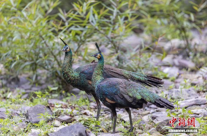 云南楚雄绿孔雀种群数量达625只 占全国总量逾五成