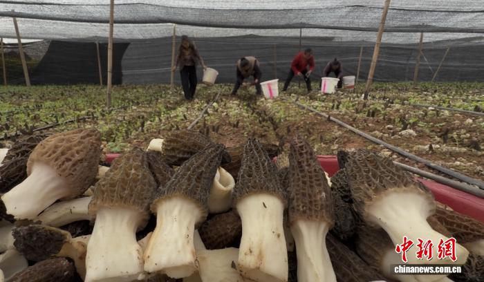 “90后”青年返乡种羊肚菌 书