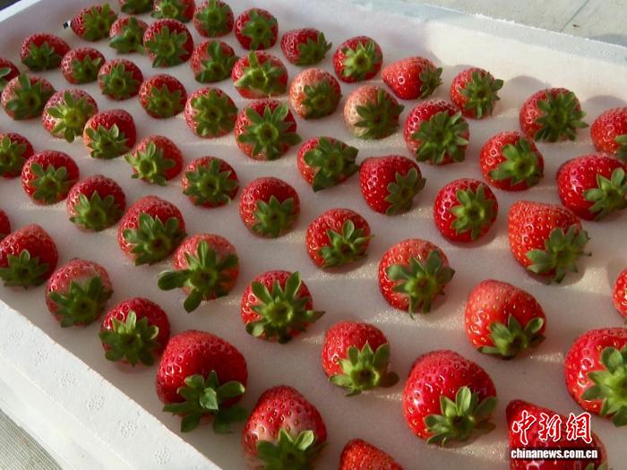 （乡村行·看振兴）山西长子：大棚草莓“链”起多元增收路