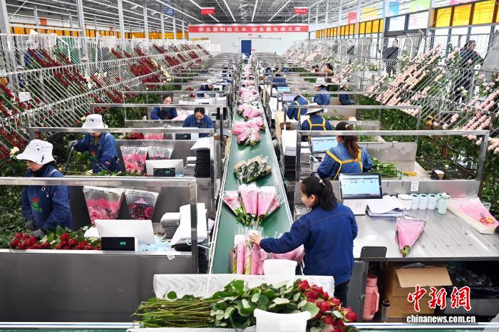 （新春见闻）黄土高原鲜切花热销 海外仓加速筹建