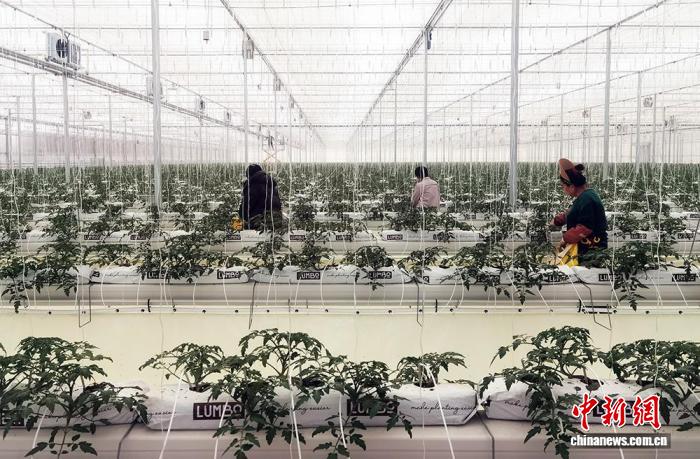 （乡村行·看振兴）山东海阳：智慧大棚里的“冬日春意”