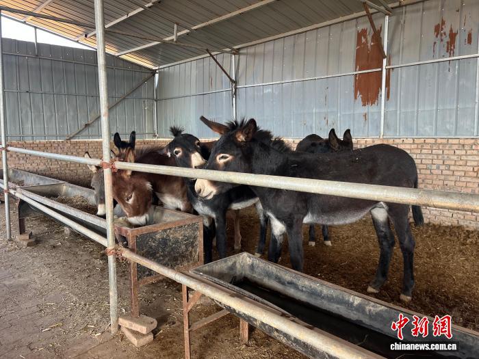 （乡村行·看振兴）山西长子：返乡养驴“蹚”出增收新路径