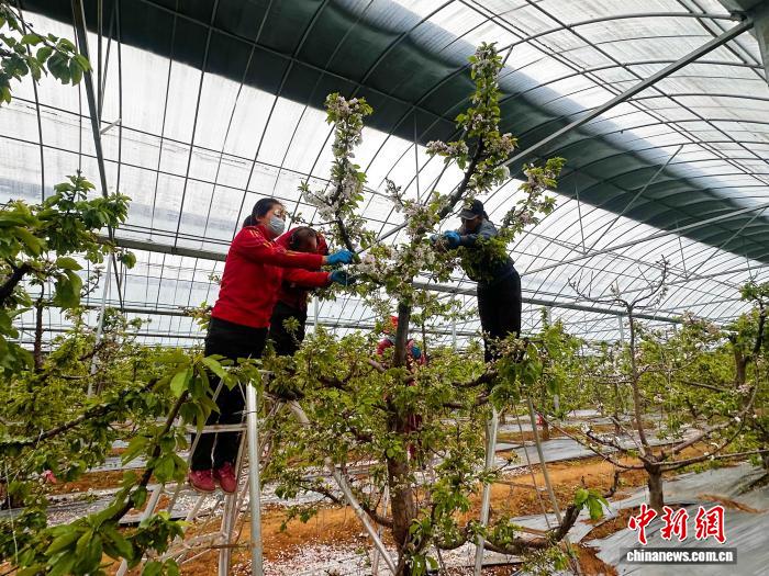 （乡村行·看振兴）樱桃花开满枝头 山西长子樱桃产业“甜”头可