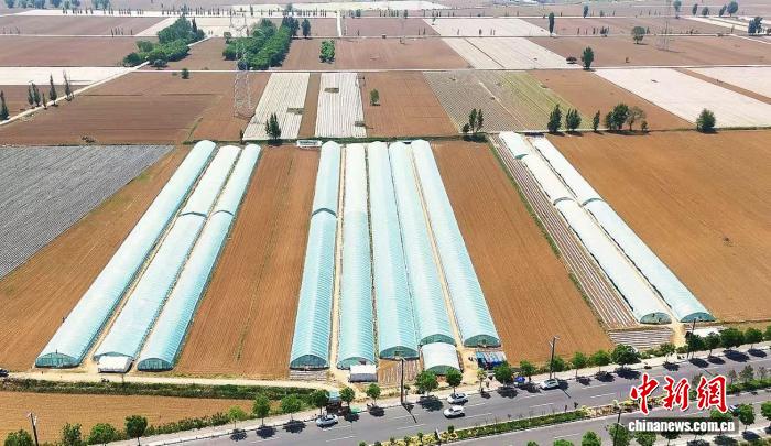（乡村行·看振兴）山西忻州：甜瓜飘香采摘忙 铺就“甜蜜”致富