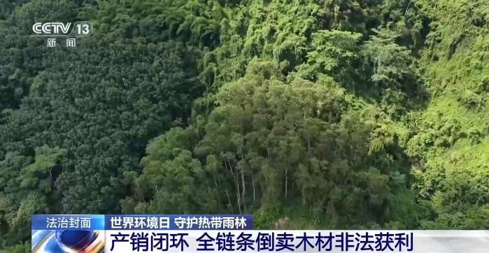 结伙徒步进山 多次在国家公园盗伐珍贵名木 26人被判刑