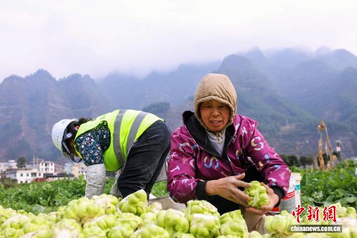 （乡村行·看振兴）湖北咸丰：“科技+订单”打通山区蔬菜出村路