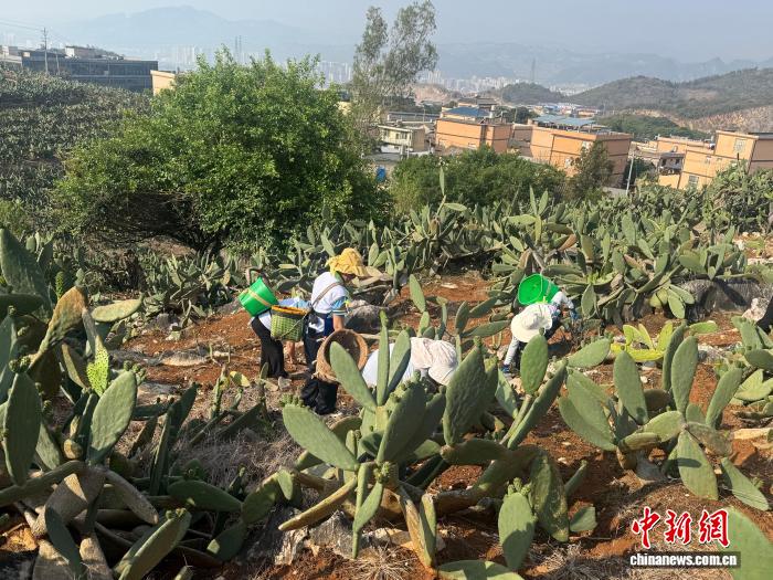 云南文山五千亩仙人掌“刺”破石漠化困局