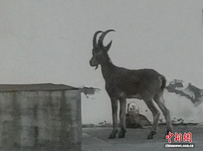 新疆：虎鼬北山羊接连“打卡”戈壁工厂