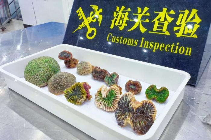 东兴海关查获违规入境活体石珊瑚