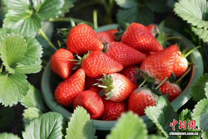 （乡村行·看振兴）采摘尝鲜正当时 山西忻州激活“莓好”产业