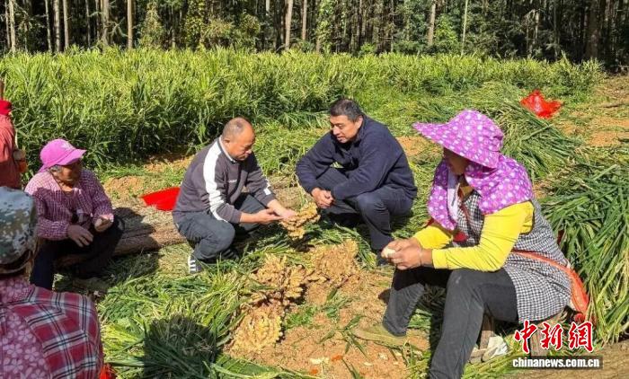 （乡村行·看振兴）广东塘其儿村：小黄姜铺就“金色致富路”