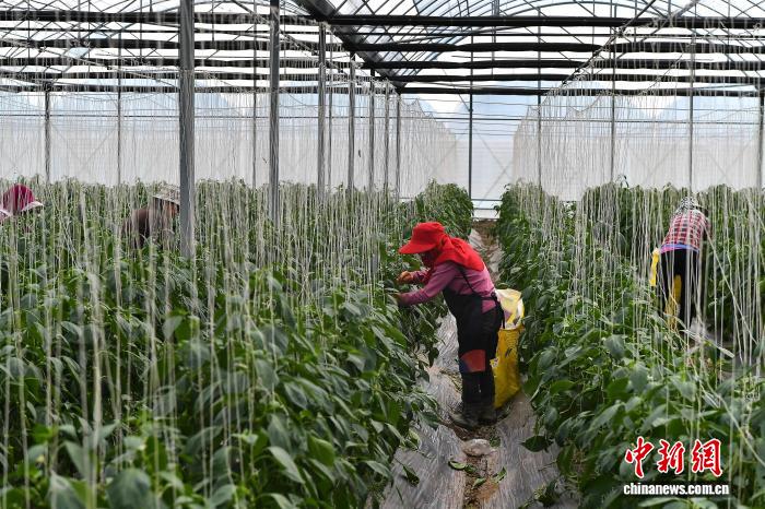 福建福清：从“巴掌田”变“聚宝盆”科技赋能现代农业