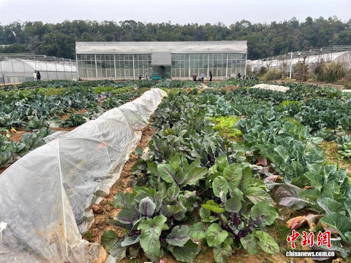 武汉一高校学生自种蔬菜成“抢手货”