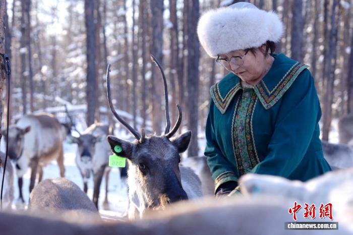 （寻味中华｜非遗）鹿铃回响大兴安岭  鄂温克驯鹿人守护“林海