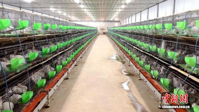董志塬的“兔司令”：肉兔养殖“蹦”出百万致富经