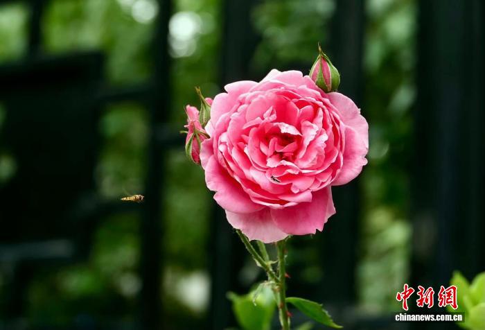 国际最新研究：蝴蝶蜜蜂等传粉者