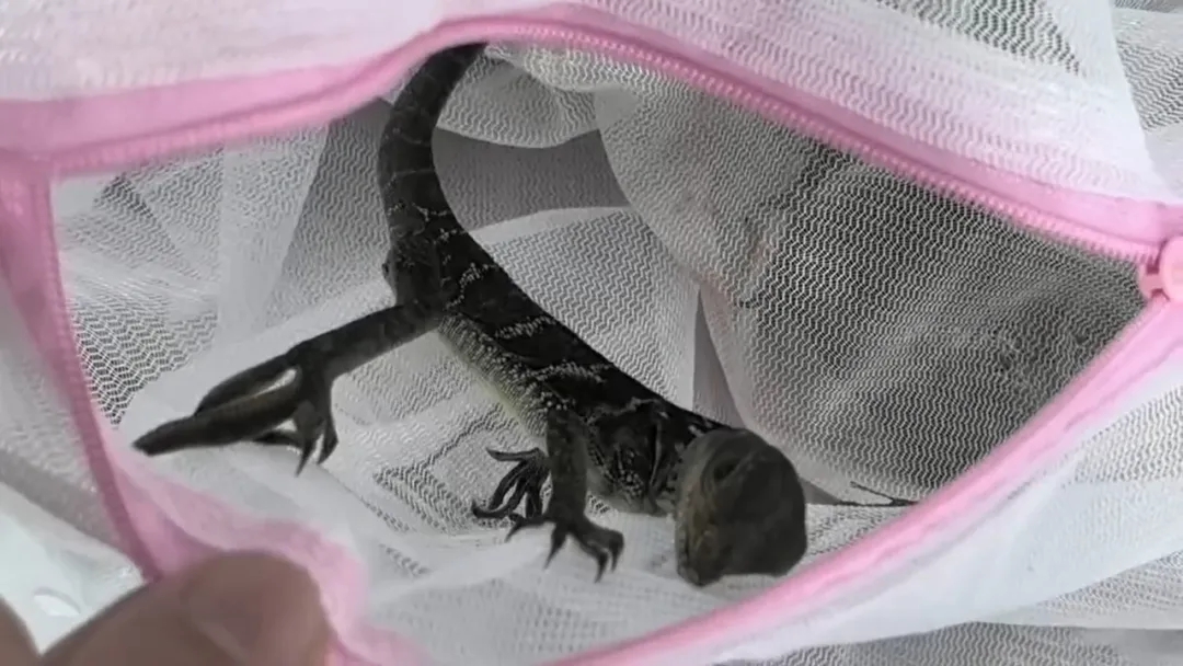 拱北海关查获50只活体帆蜥属蜥蜴