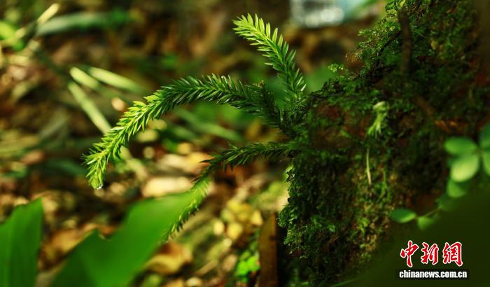 云南龙陵首次发现国家二级保护植物福氏马尾杉