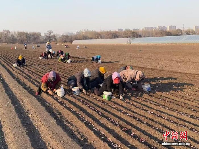 “一地双收”加“一蒜多链”  