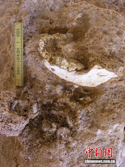 国际最新研究：摩洛哥77.3万年前古人类化石或是现代人近亲祖