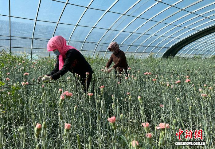 甘肃武威“深花巷子”育鲜花