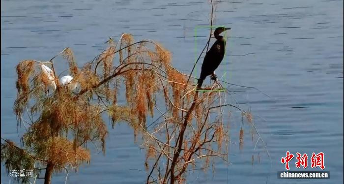 鸬鹚首次现身广州市流溪河国家森林公园