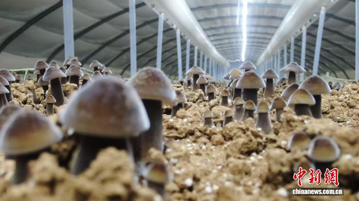 （乡村行·看振兴）山西代县：黑皮鸡枞菌种植“发力” 带动乡村就业增收