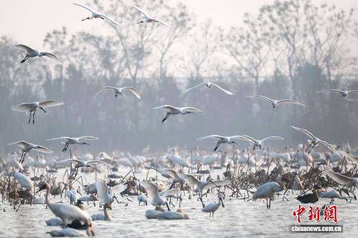 数十万只候鸟齐聚，鄱阳湖何以成为候鸟越冬的“生态家园”？