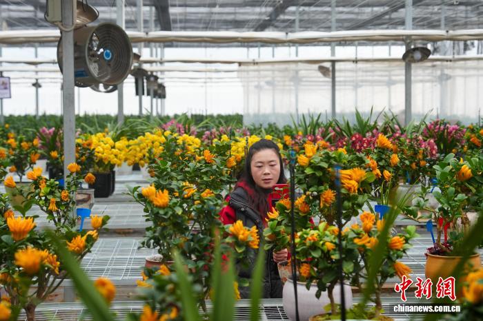 （新春见闻）福建周宁高山冷凉花卉热销迎春