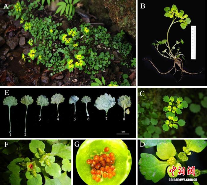武汉科研团队发现一植物新种