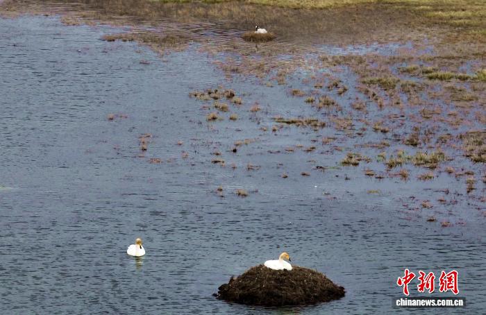 新疆巴音布鲁克国家级自然保护区野生鸟类迎集中孵化季