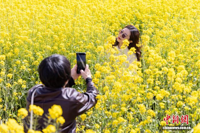金色花海“吸睛”又“吸金” 山西孝义解锁农旅融合新路径